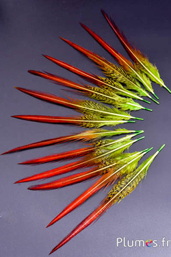 Faisan doré queue - 15-20 cm - lime-rouge